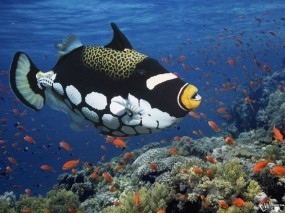 Clown Triggerfish