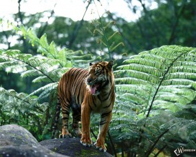 Sumatran Tiger