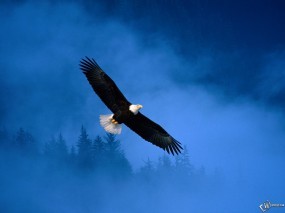 ���� ��� �������� ����� - ����