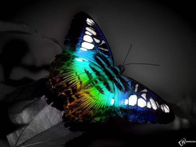 http://wpapers.ru/wallpapers/Insects/Butterflies/3395/PREV_%D0%9F%D1%80%D0%B5%D0%BA%D1%80%D0%B0%D1%81%D0%BD%D0%B0%D1%8F-%D0%B1%D0%B0%D0%B1%D0%BE%D1%87%D0%BA%D0%B0.jpg