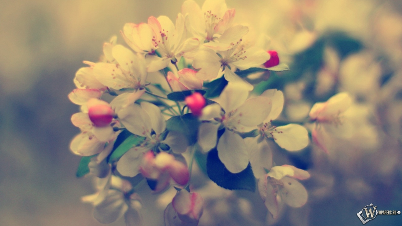 Картинки природа 1280х720 Картинки природа 1280х720