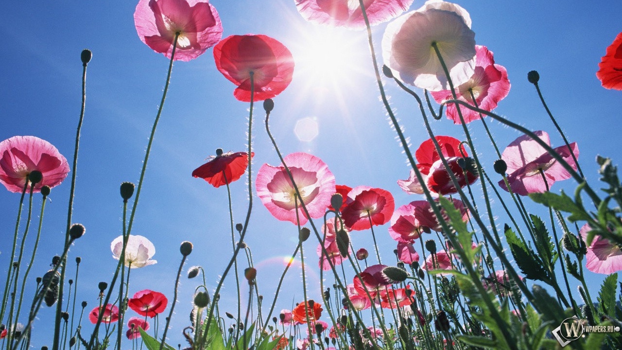 http://wpapers.ru/wallpapers/Plants/Flowers/6035/1280x720_%D0%9C%D0%B0%D0%BA%D0%B8.jpg