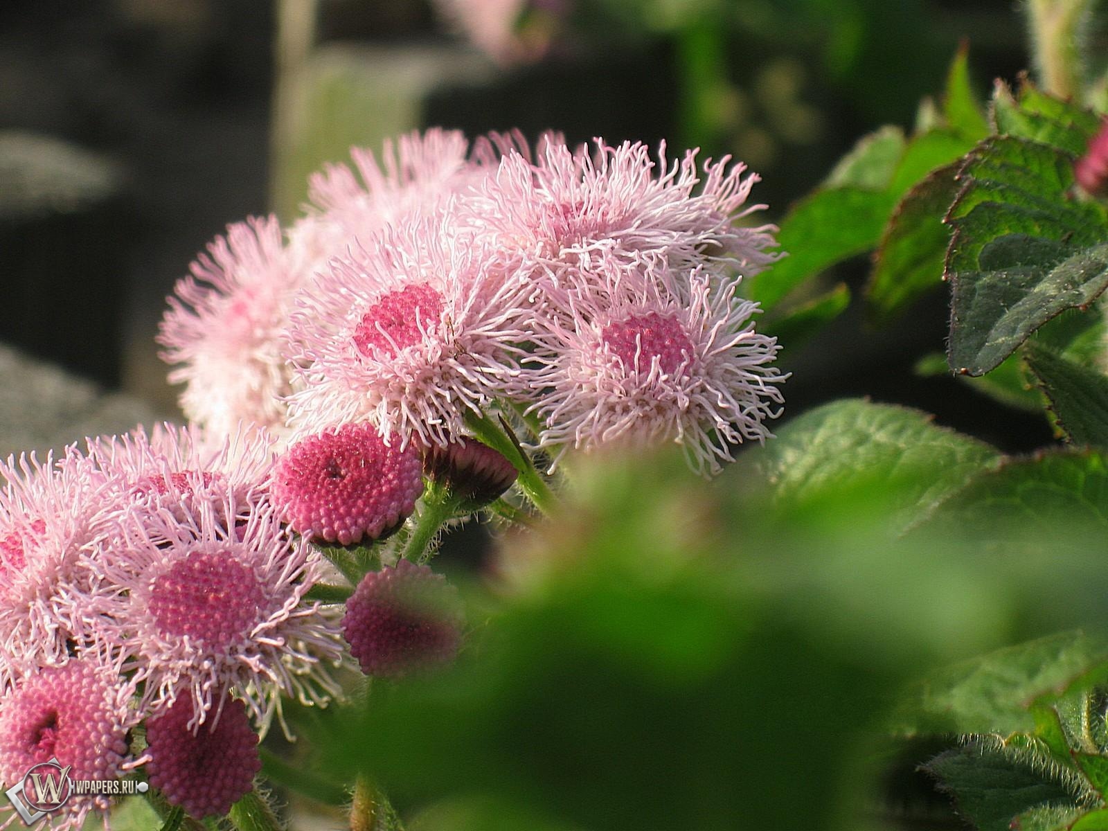 Wallpapers HD de Flora, Fauna Y Paisajes HD Wallpapers HD de Flora, Fauna Y Paisajes HD