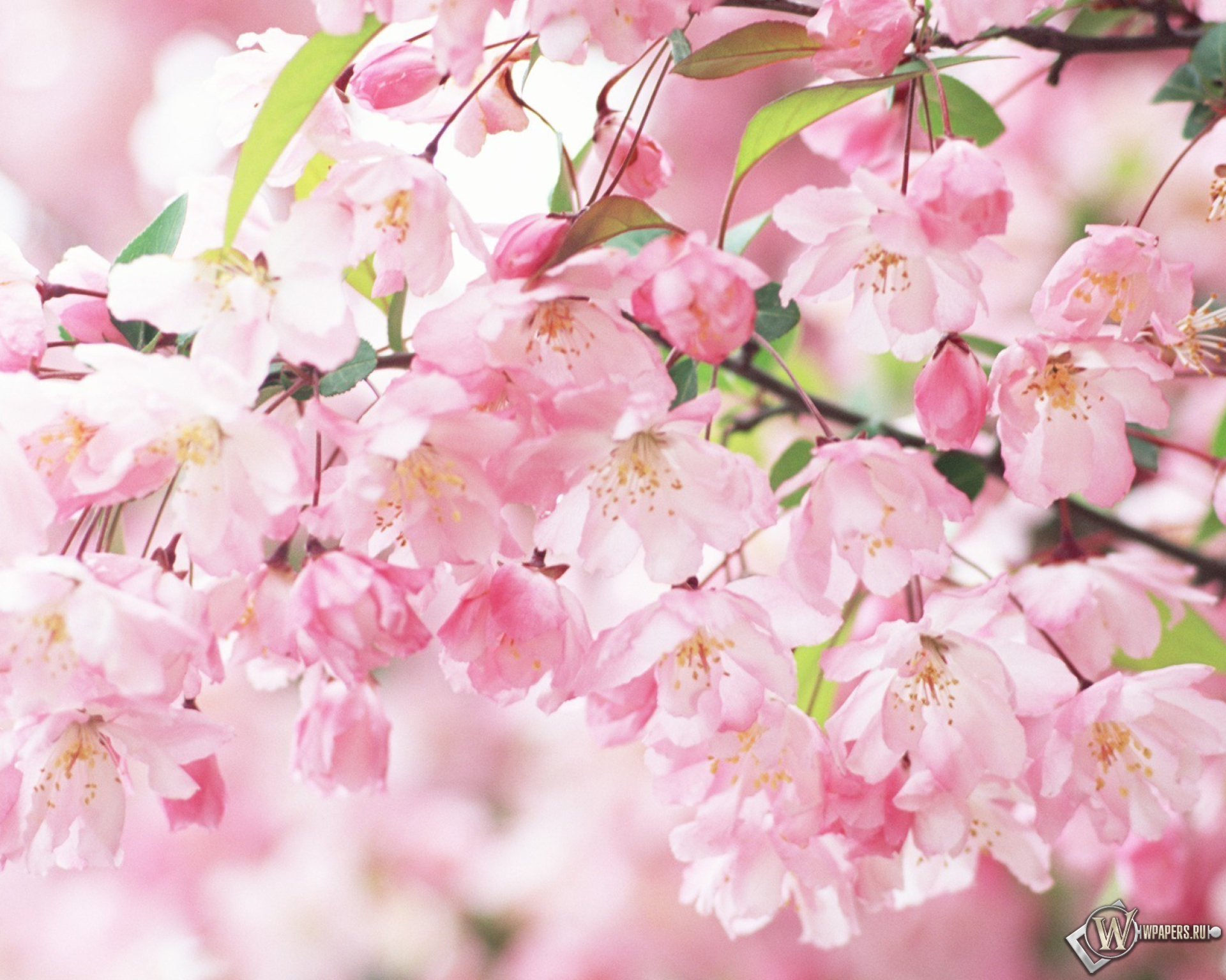 http://wpapers.ru/wallpapers/Plants/Forest/12274/1920x1536_%D0%A6%D0%B2%D0%B5%D1%82%D0%B5%D0%BD%D0%B8%D0%B5-%D1%81%D0%B0%D0%BA%D1%83%D1%80%D1%8B.jpg