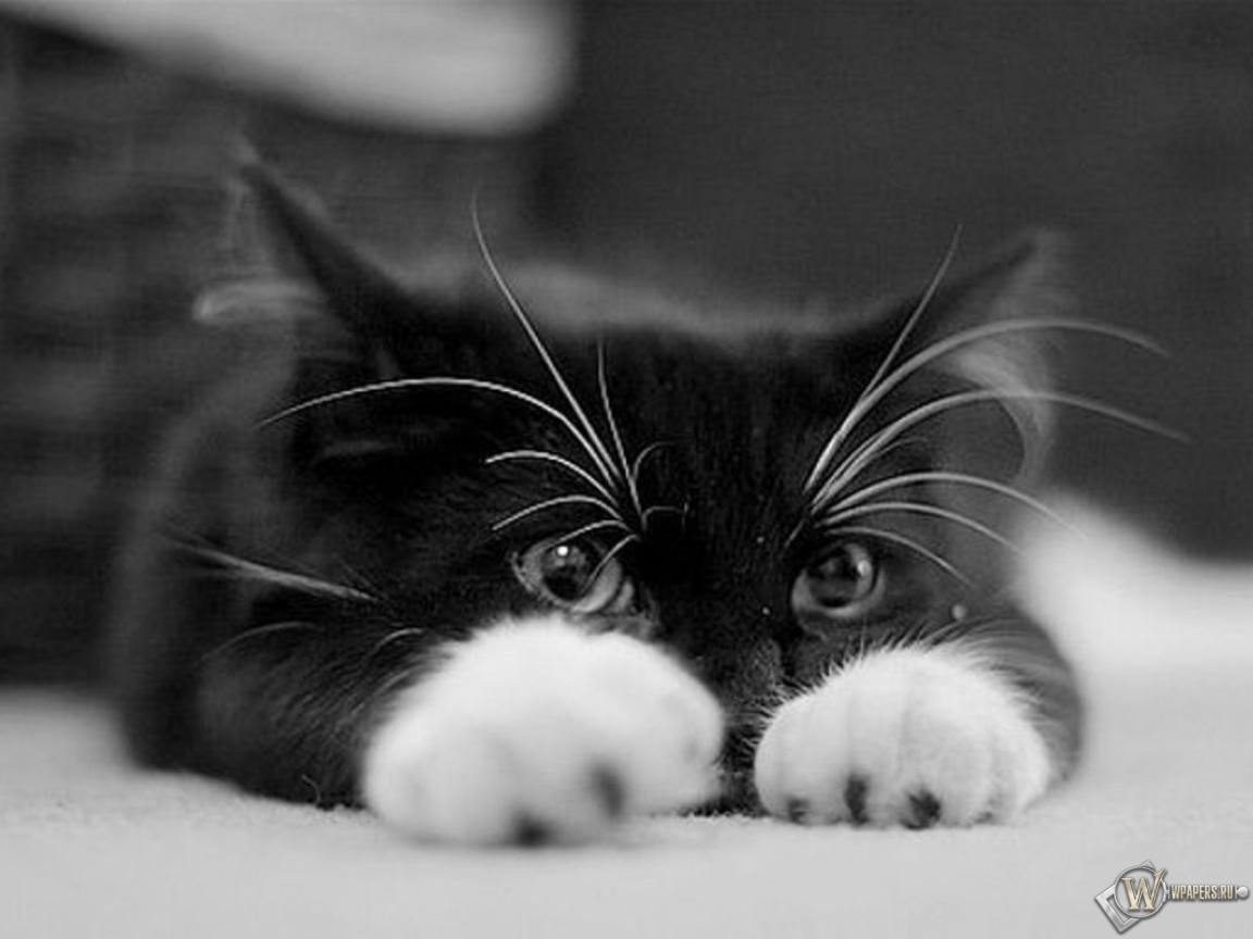 http://wpapers.ru/wallpapers/animals/Cats/11028/1152x864_��������-�����.jpg