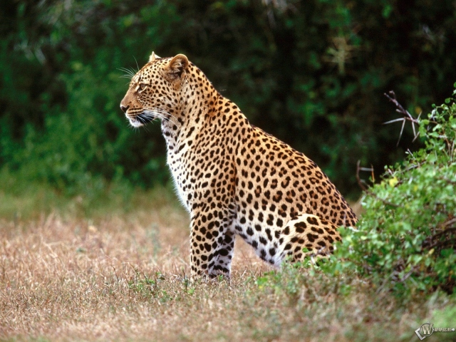 http://wpapers.ru/wallpapers/animals/Leopards/2537/PREV_%D0%9B%D0%B5%D0%BE%D0%BF%D0%B0%D1%80%D0%B4_%D1%81%D0%B8%D0%B4%D0%B8%D1%82.jpg