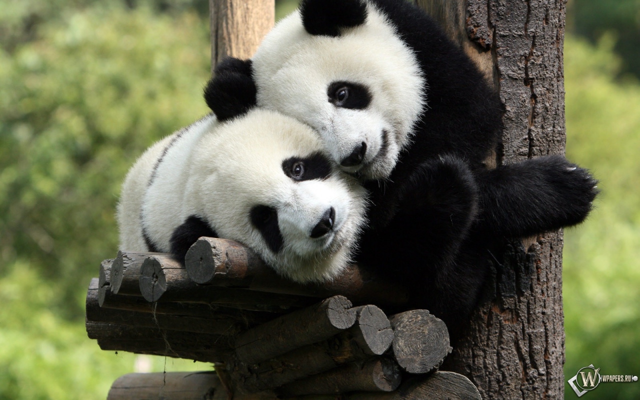 essay on panda animal