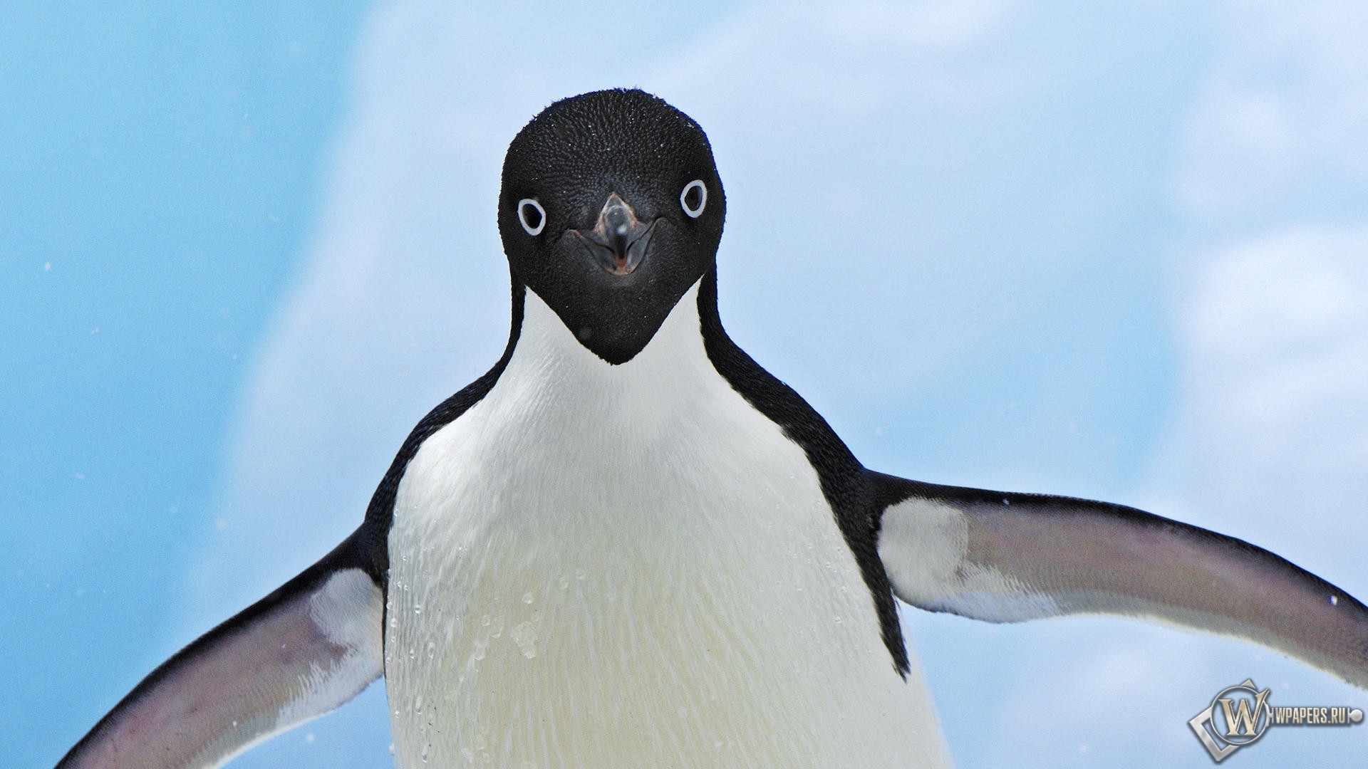 http://wpapers.ru/wallpapers/animals/Penguins/6025/1920x1080_%D0%9F%D0%B8%D0%BD%D0%B3%D0%B2%D0%B8%D0%BD.jpg