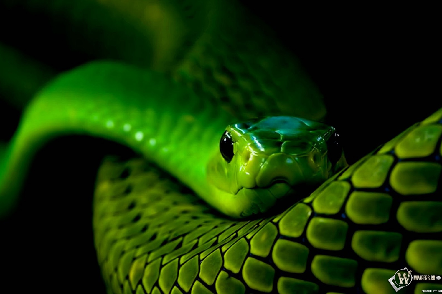 Natal green snake pictures Natal green snake pictures
