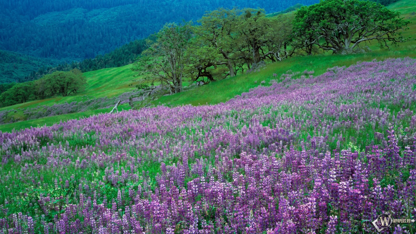Картинки 1366х768 природа Картинки 1366х768 природа