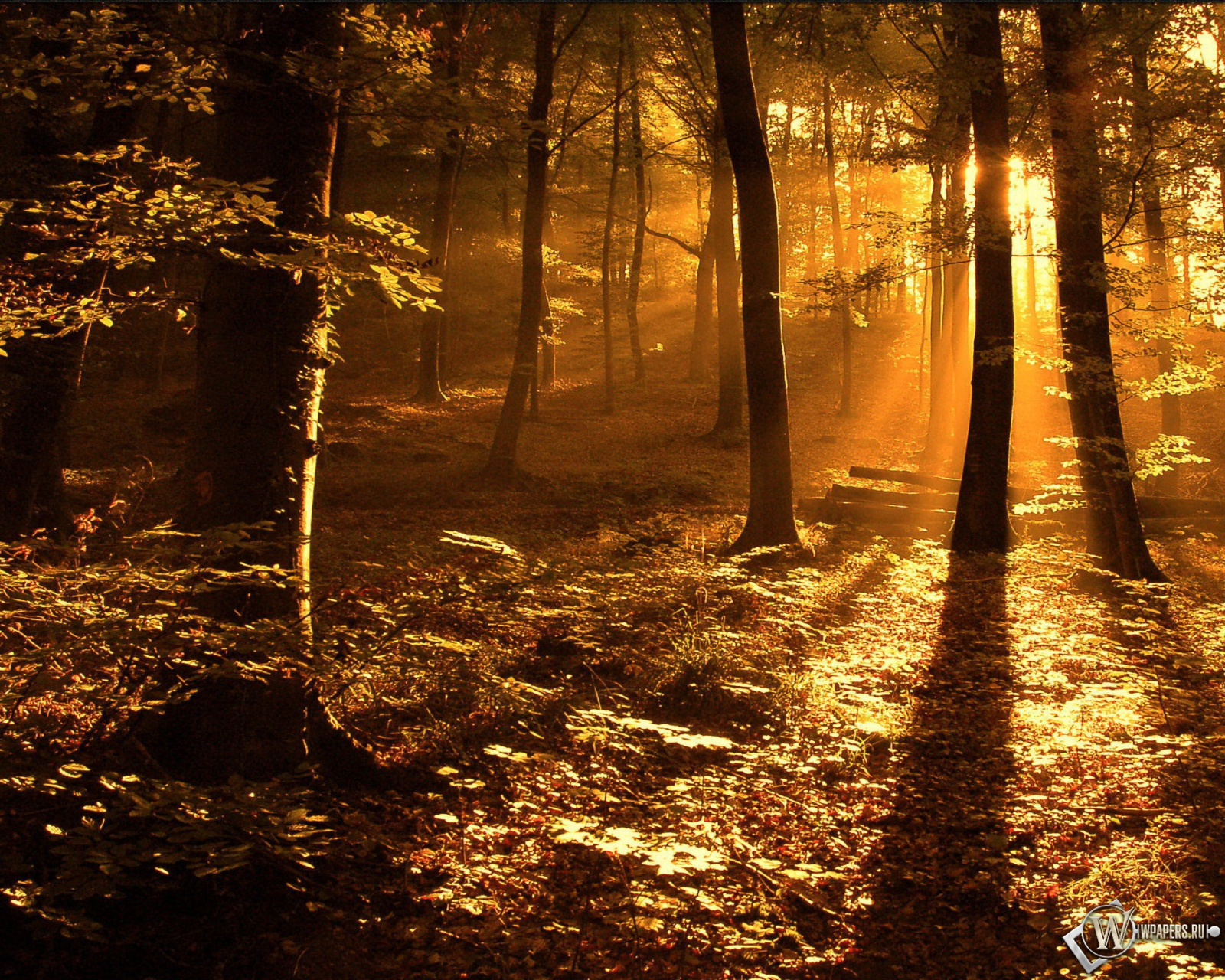 http://wpapers.ru/wallpapers/nature/Autumn/7378/1600x1280_����-�-����.jpg