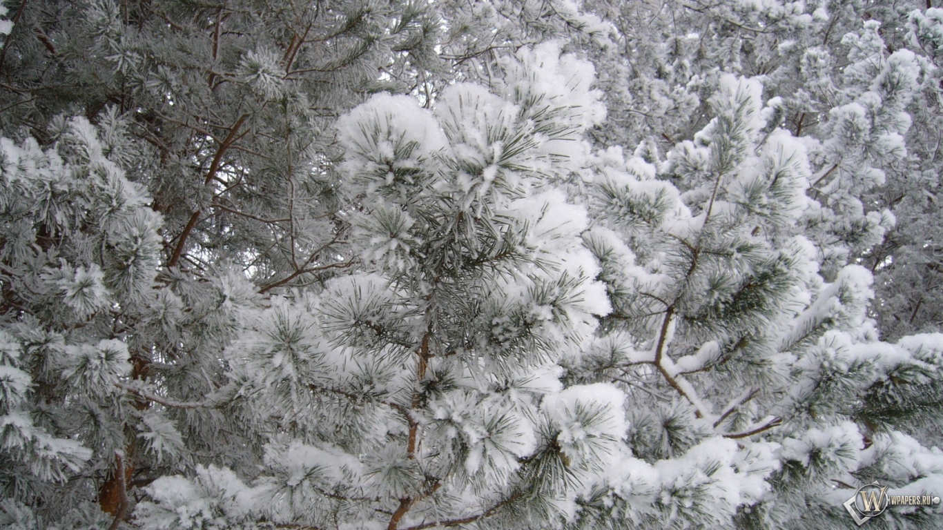 Картинки на рабочий стол 1280х1024 природа зима Картинки на рабочий стол 1280х1024 природа зима
