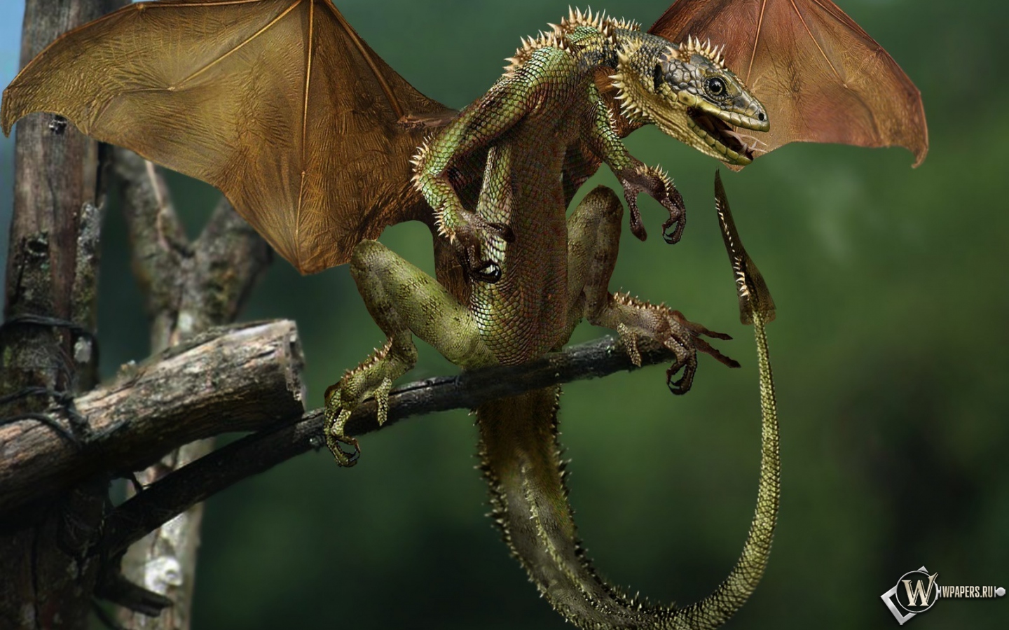 Маленький дракон 1440x900