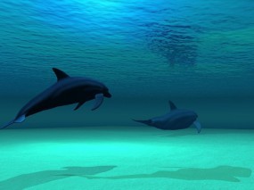 3D Дельфины