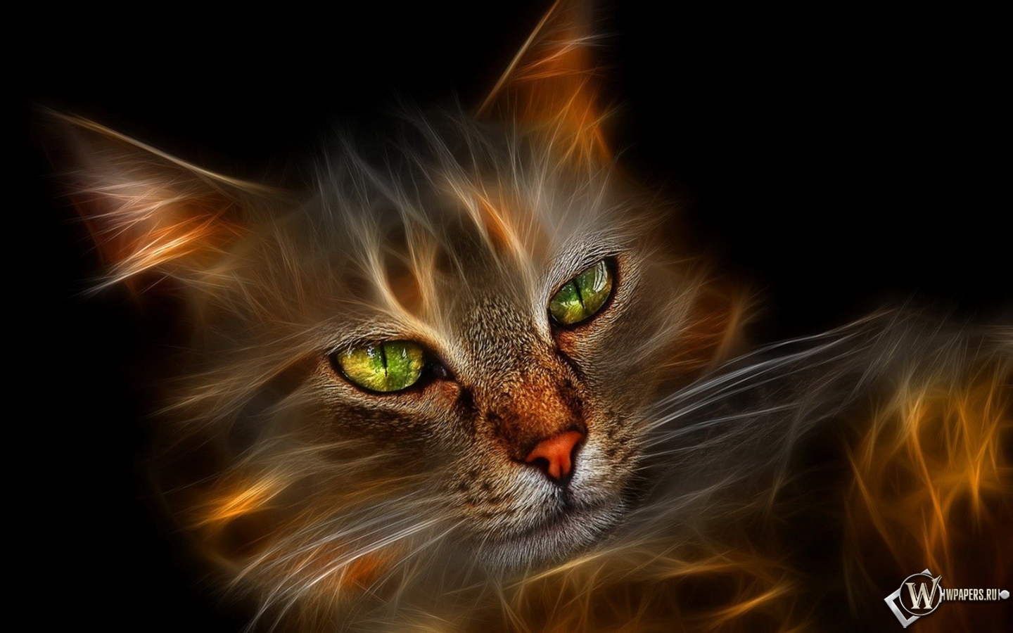 Огненный кот 1440x900