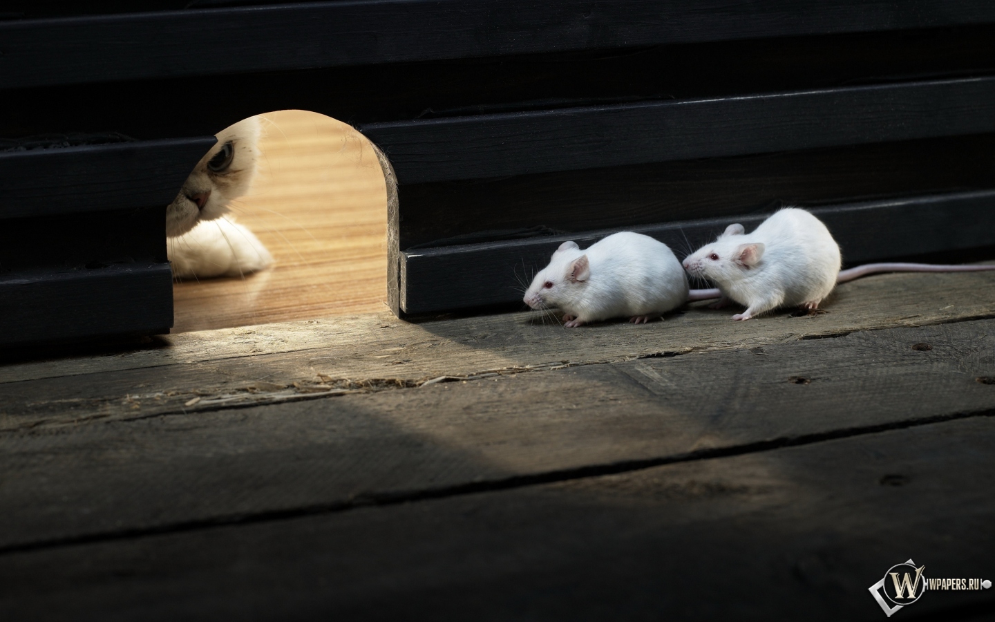 Кошки мышки 1440x900