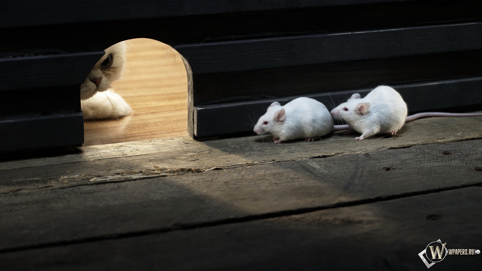 Кошки мышки 1600x900
