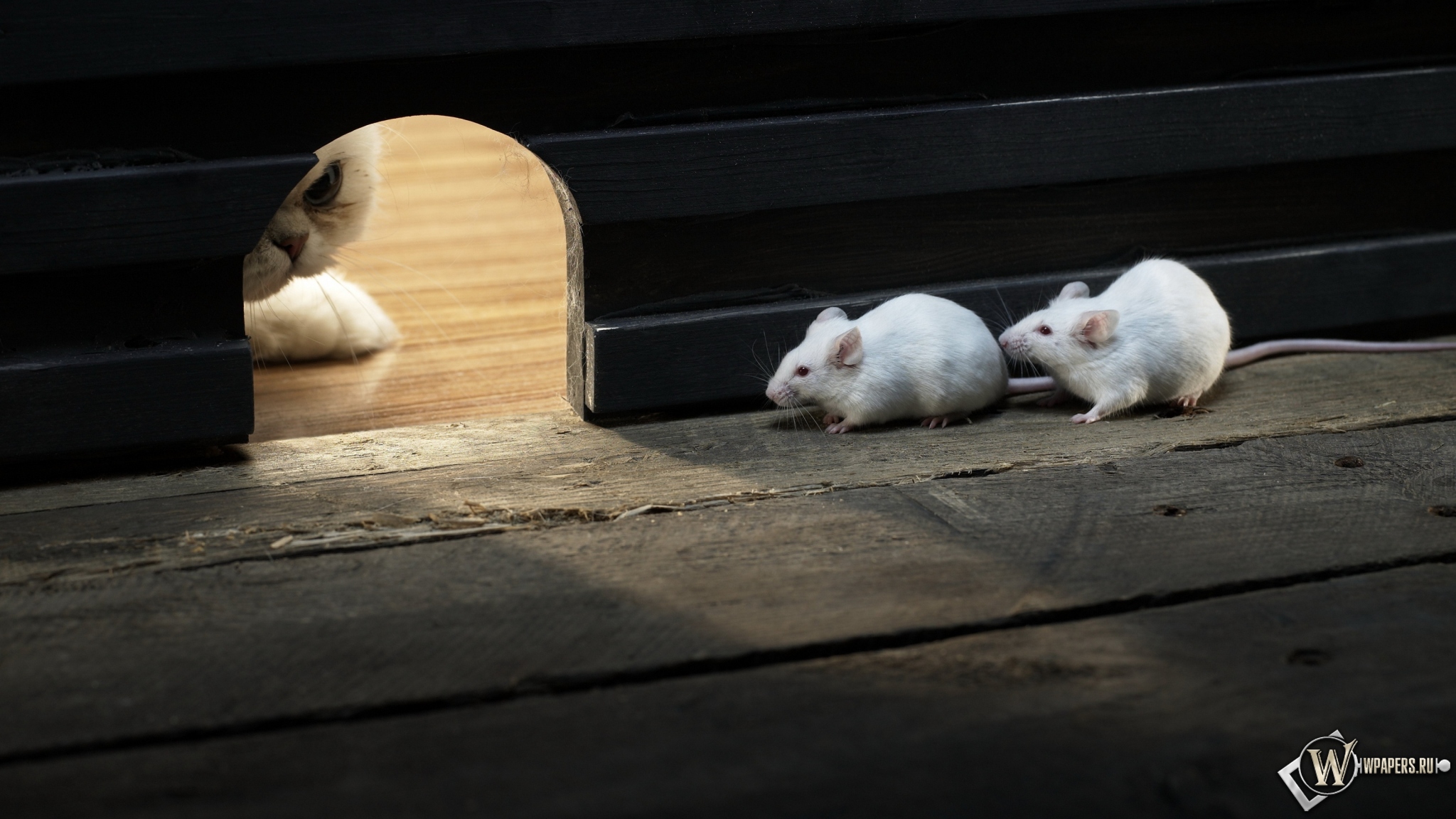 Кошки мышки 2048x1152