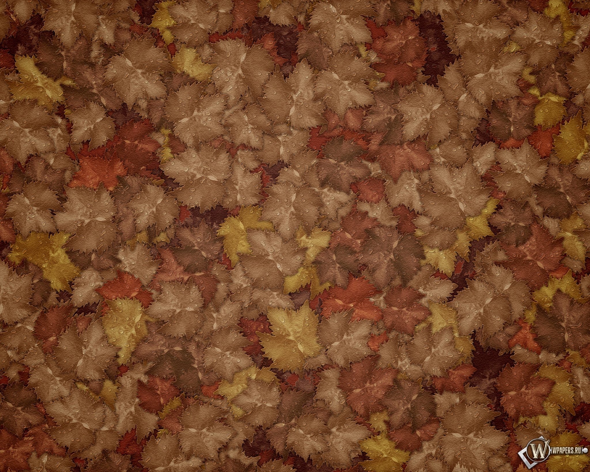 Осенние листья 2048x1638