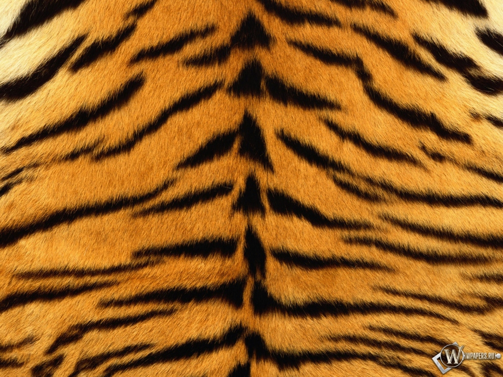 Шкура тигра 1024x768