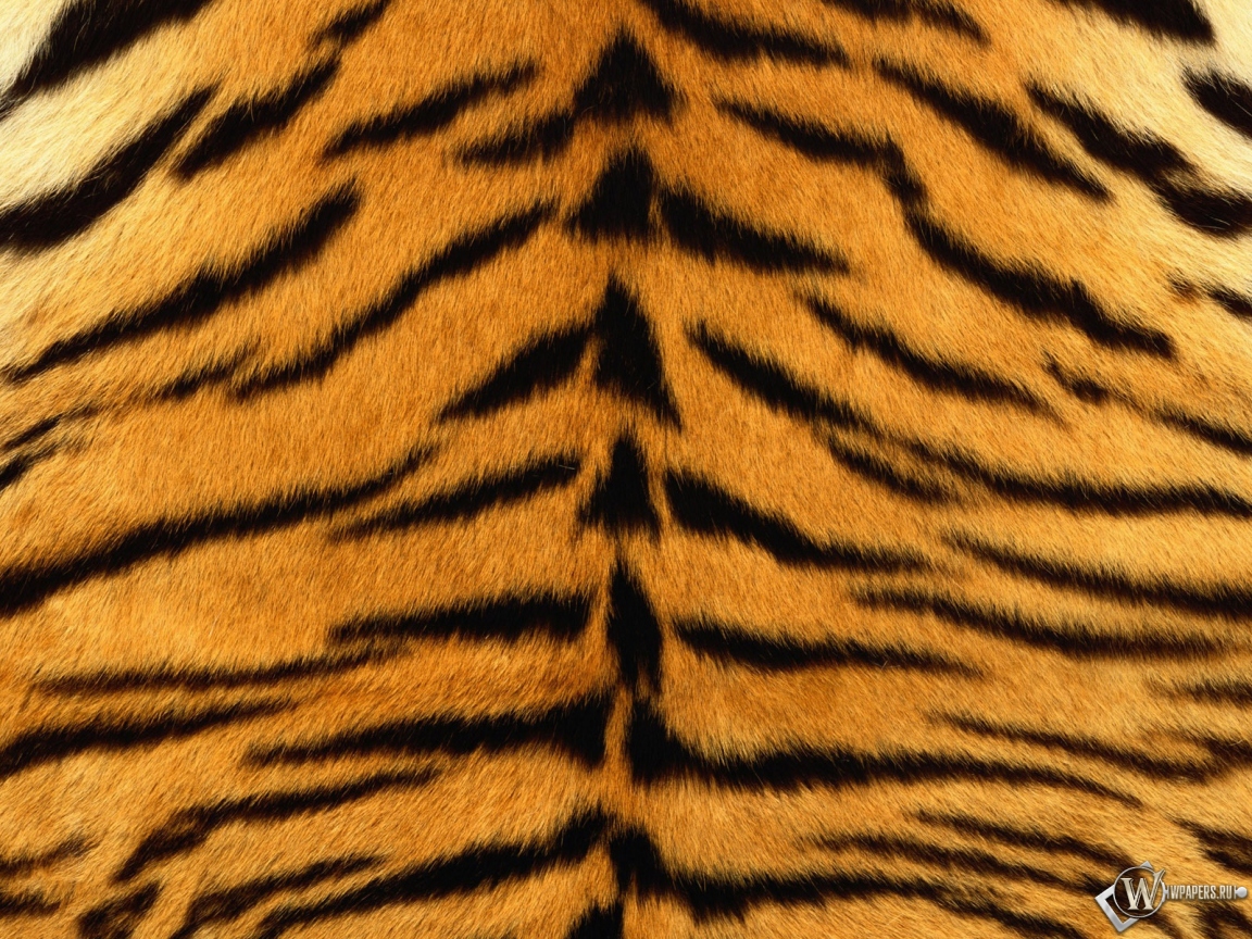 Шкура тигра 1152x864