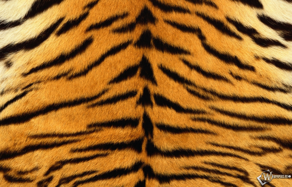 Шкура тигра 1200x768