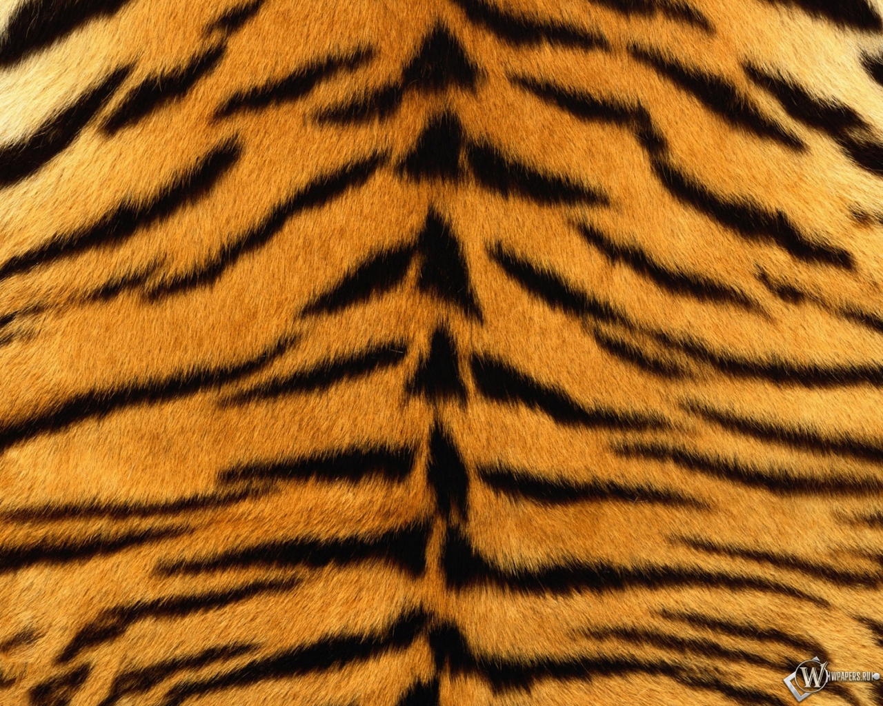 Шкура тигра 1280x1024