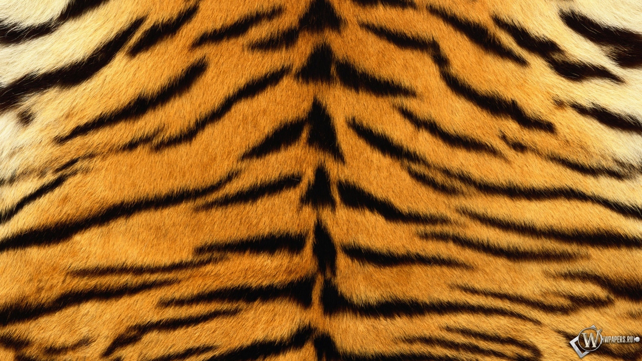 Шкура тигра 1280x720