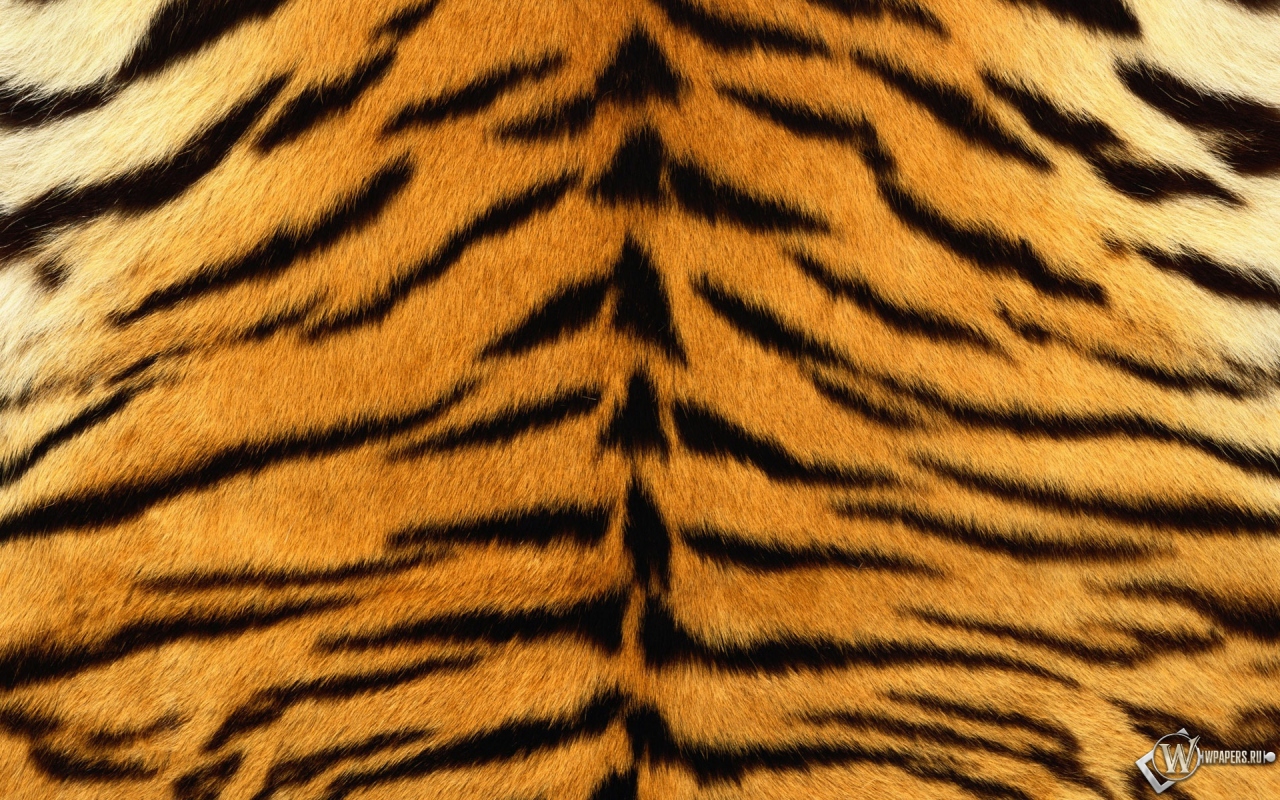 Шкура тигра 1280x800