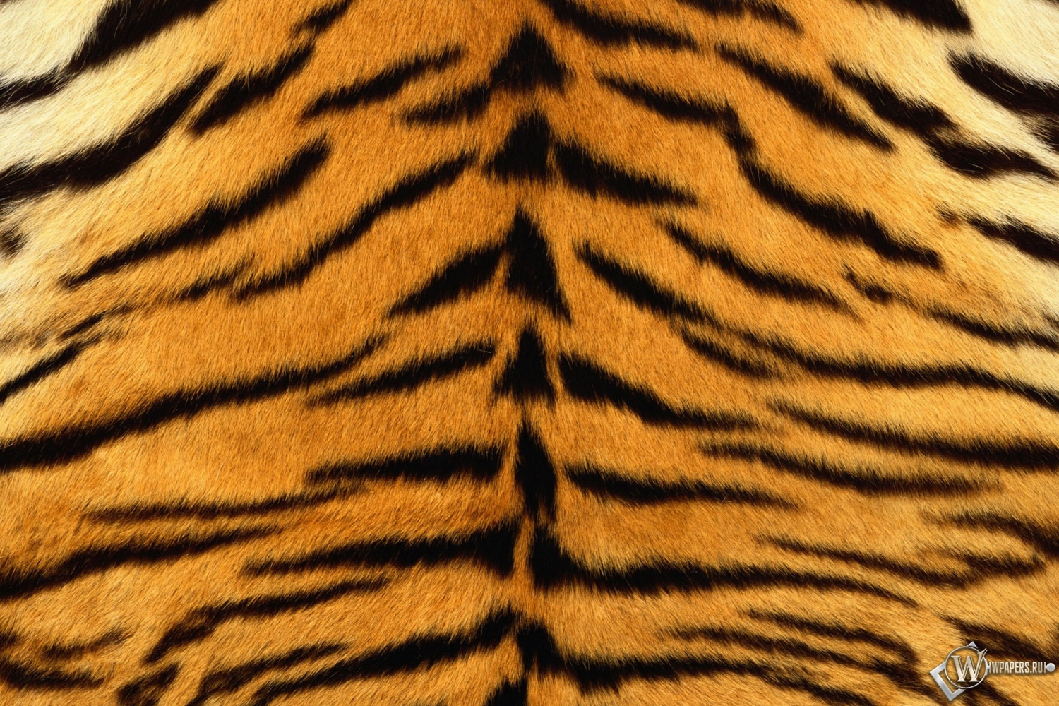 Шкура тигра 1500x1000