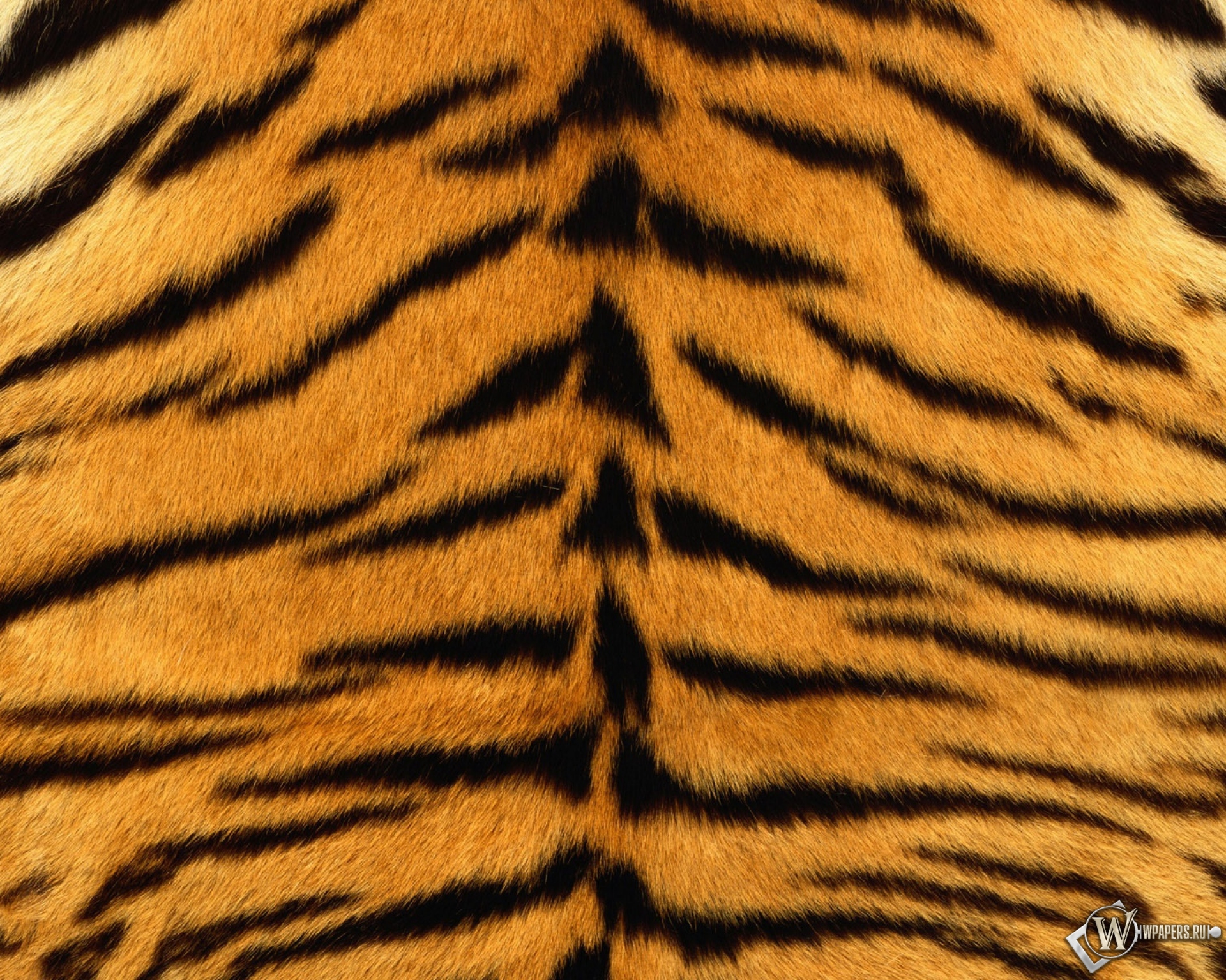 Шкура тигра 1920x1536