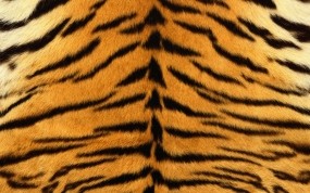 Обои Шкура тигра: Мех, Полоски, Тигр, Шкура, Разное