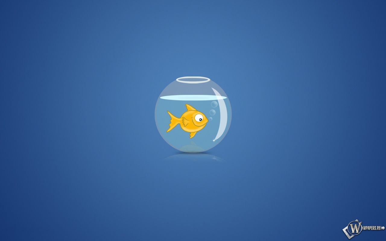 Рыбка в аквариуме 1280x800