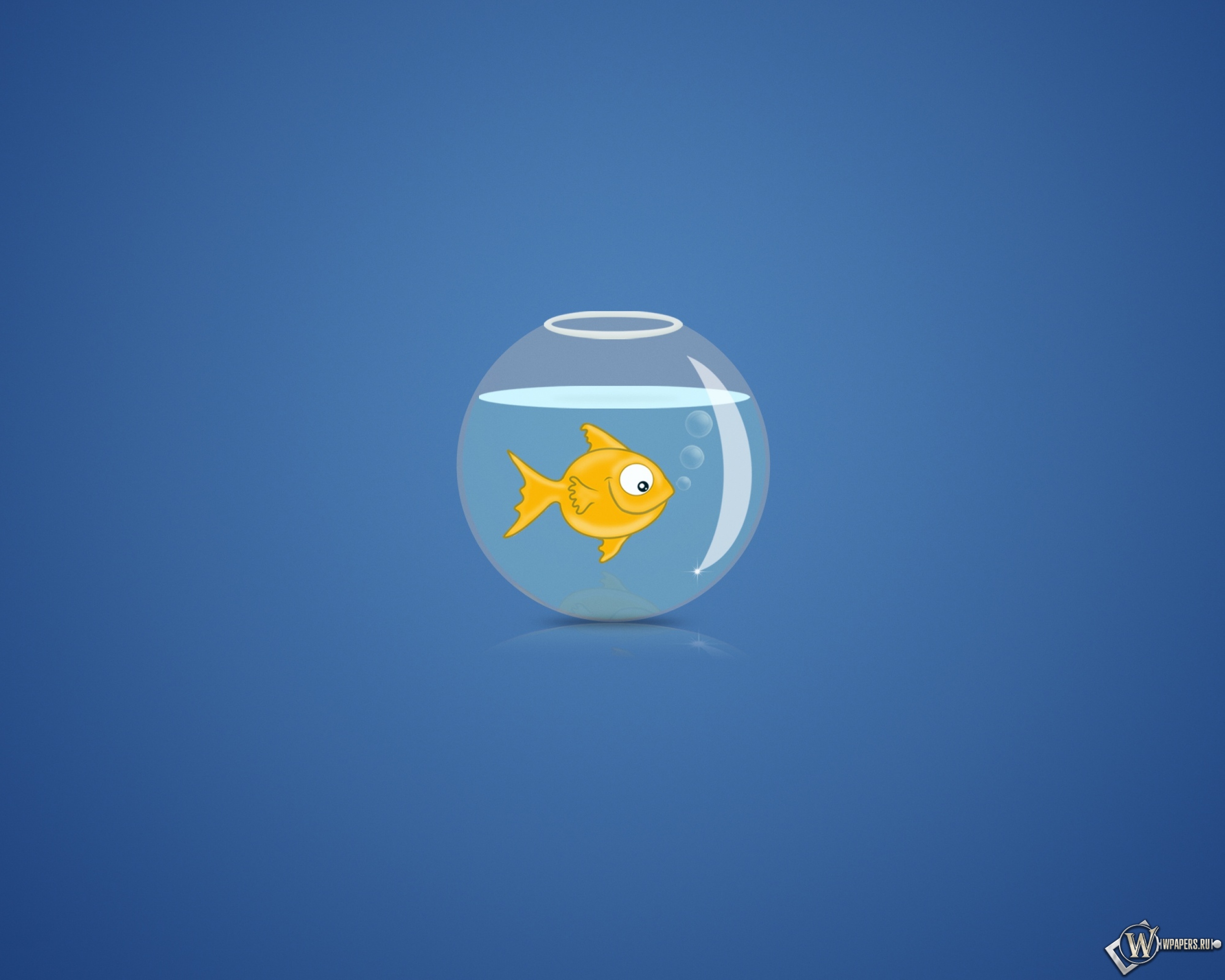Рыбка в аквариуме 2560x2048