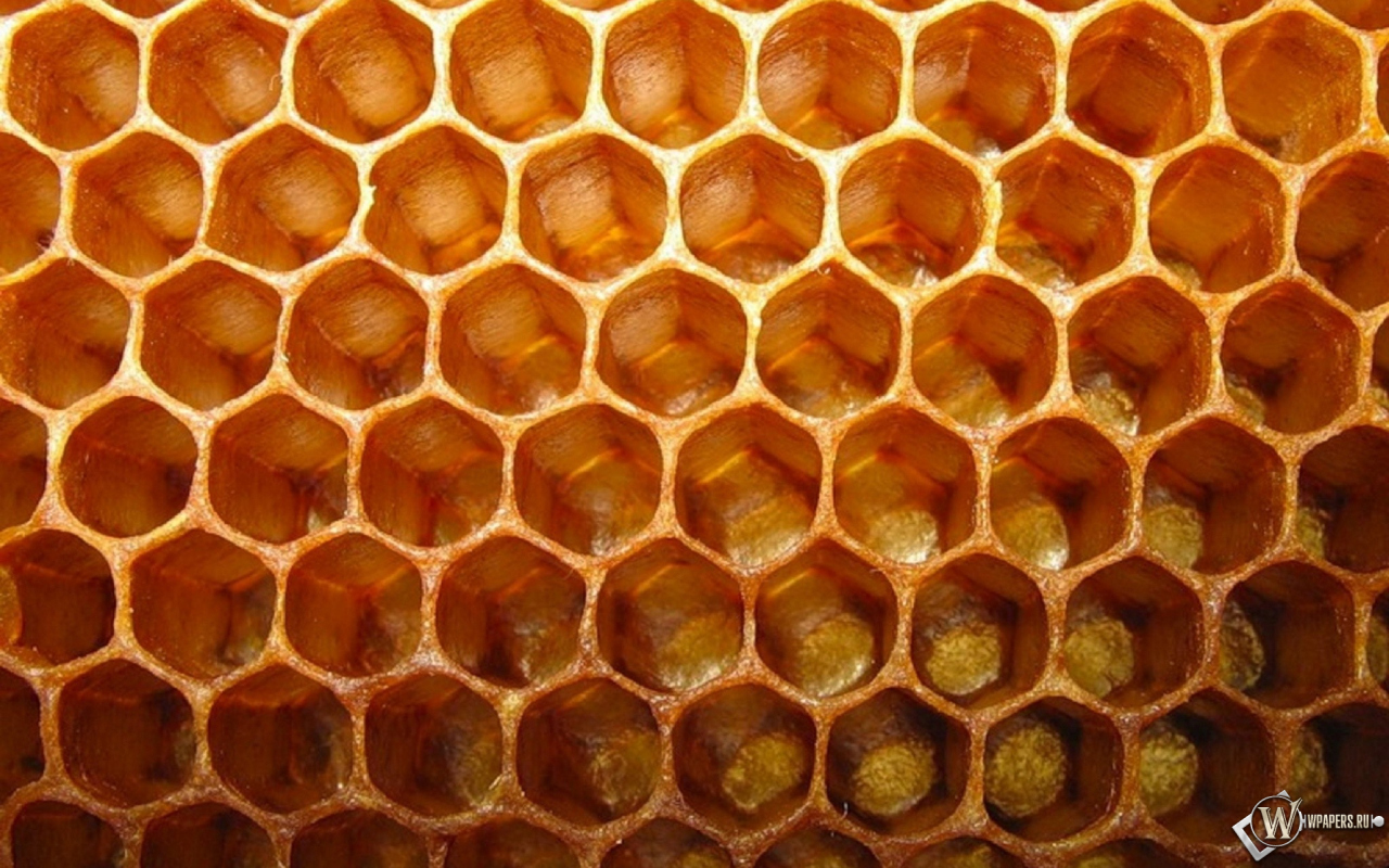 Соты 1280x800