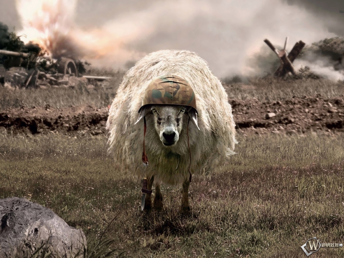 Овца 1152x864