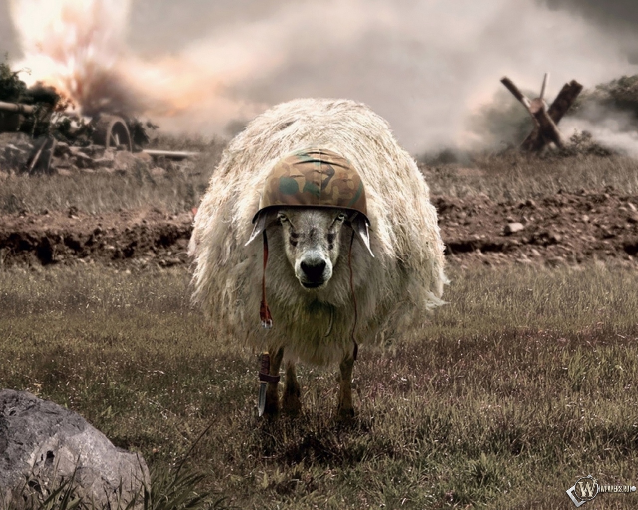 Овца 1280x1024