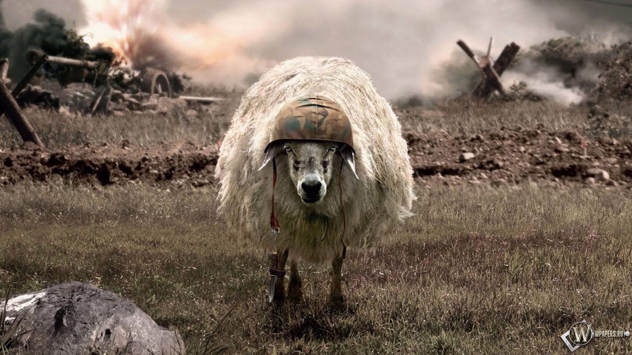 Овца 1280x720