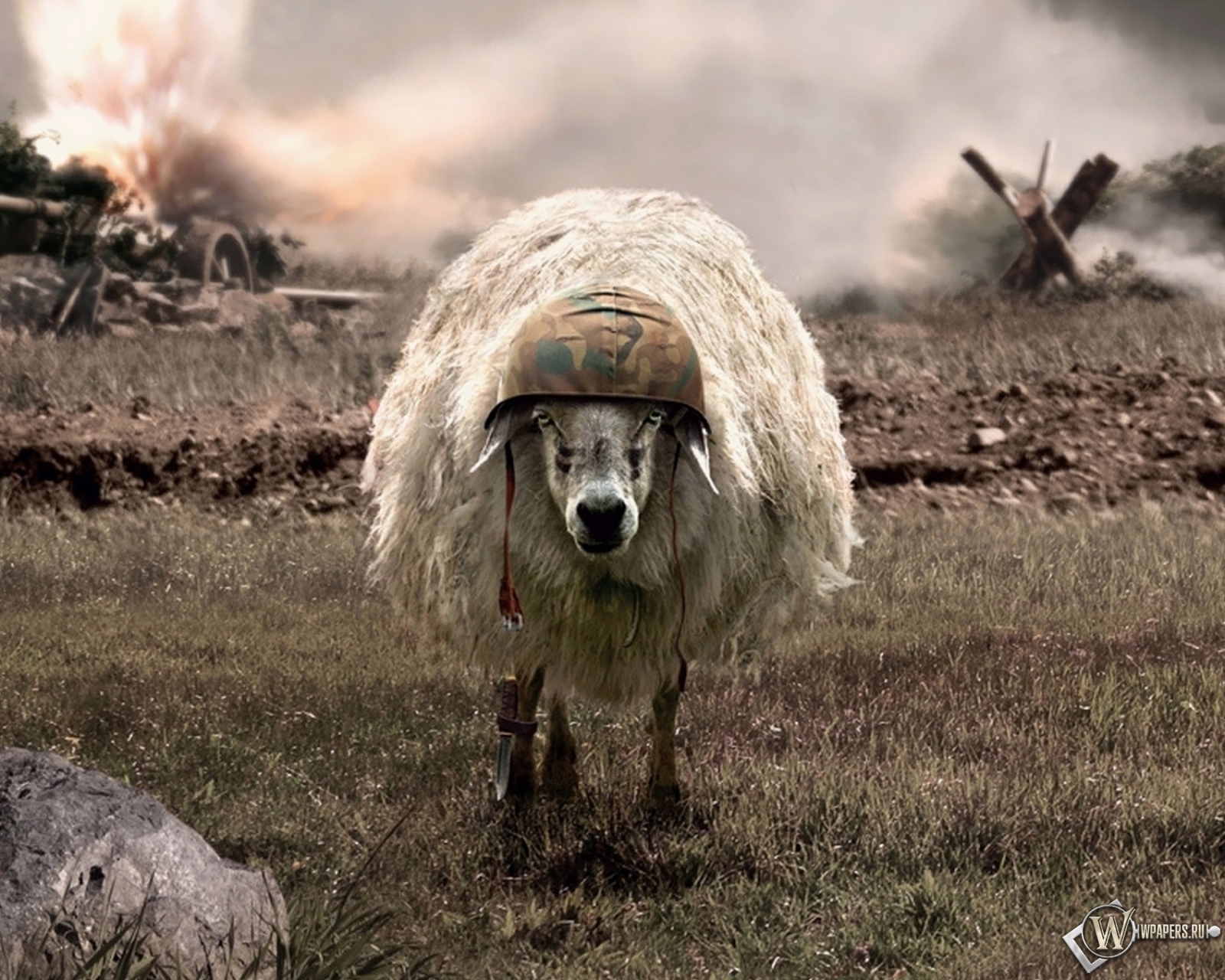 Овца 1600x1280
