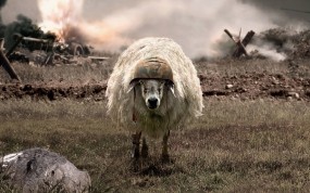 Обои Овца: Овца, Поле боя, Каска, Разное