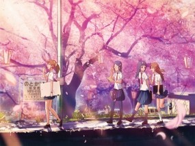 Обои Цветущая сакура: Сакура, Cherry blossom, школьницы, Аниме