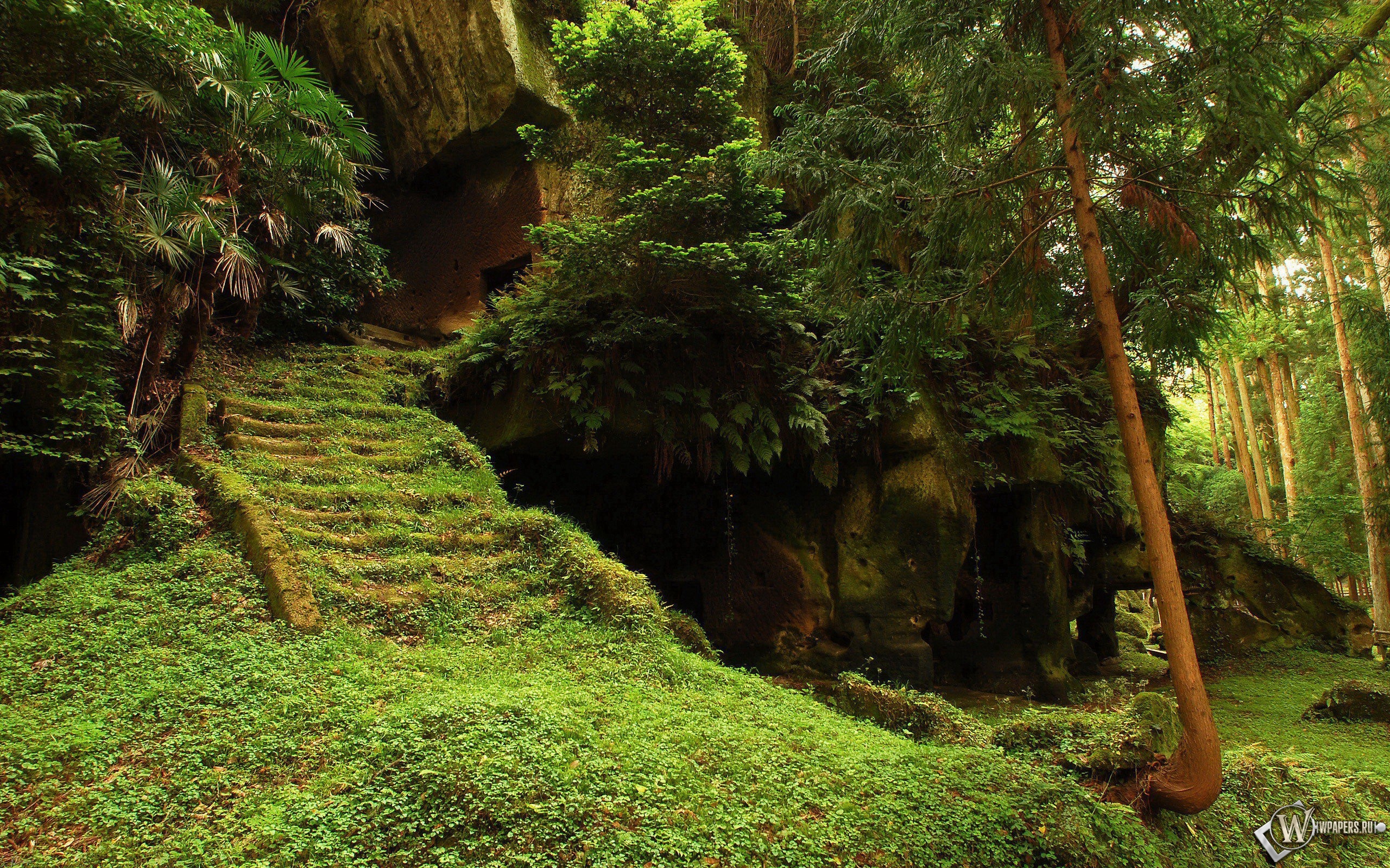 Долина заросшая лесом. Мховый лес Япония. Джунгли деревья. Пещера в джунглях. Красивые места в джунглях.