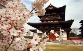 Обои Пагода в Японии: Лепестки, Цветы, Япония, Сакура, Ветви, Города