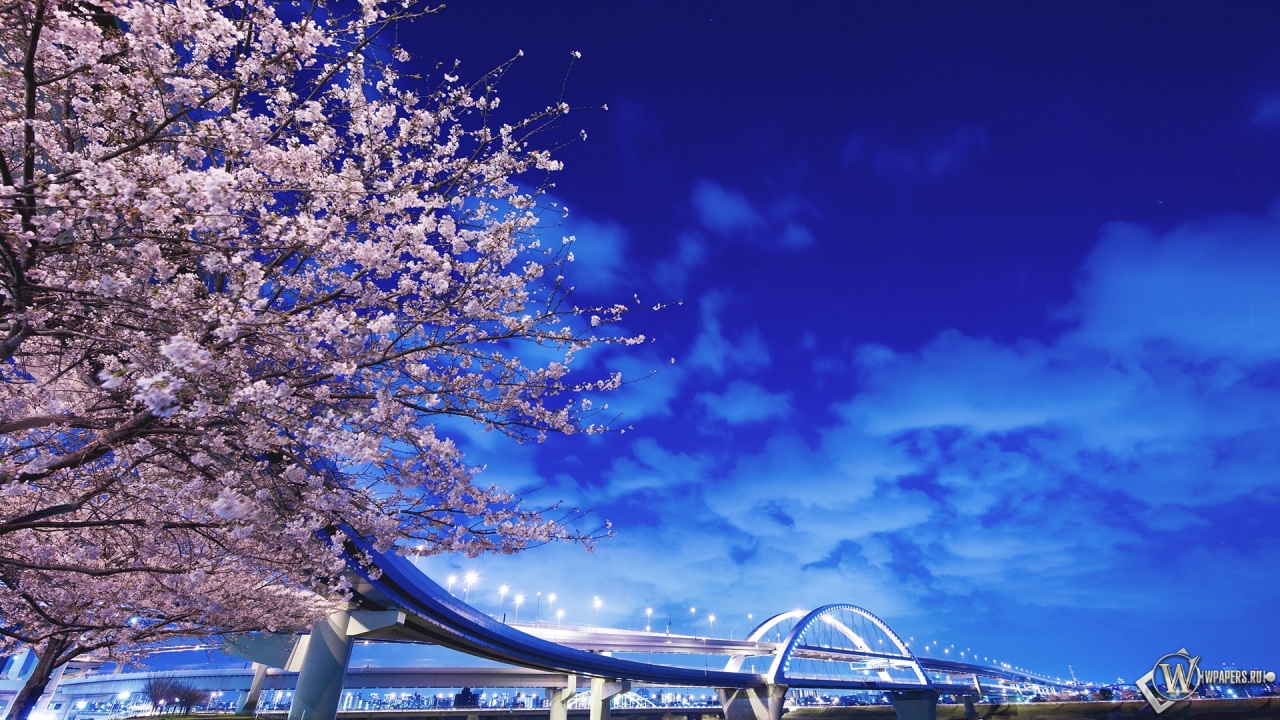 Цветение сакуры в Японии 1280x720