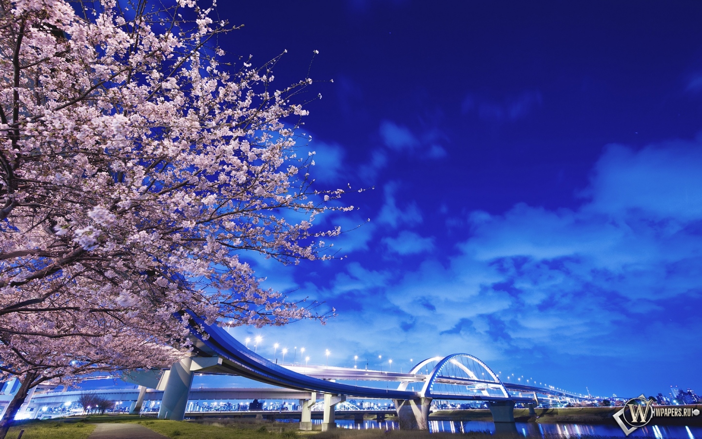 Цветение сакуры в Японии 1440x900