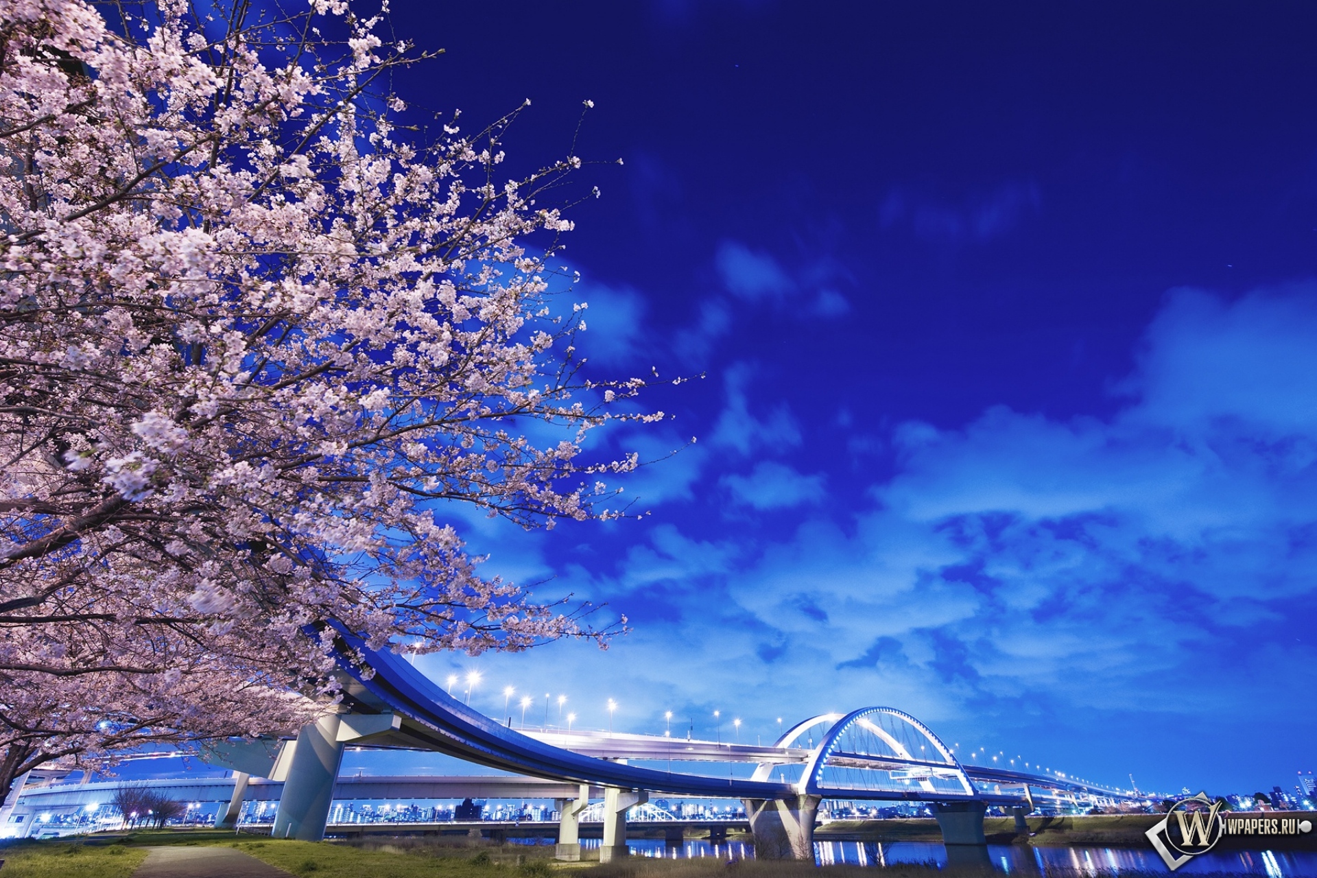 Sky blossom. Сакура Хоккайдо. Хоккайдо цветение Сакуры. Южная Корея Сакура. Япония Токио Сакура.