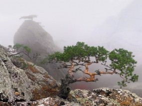 Обои Крым: Деревья, Туман, Крым, Лето, Скала, Крым