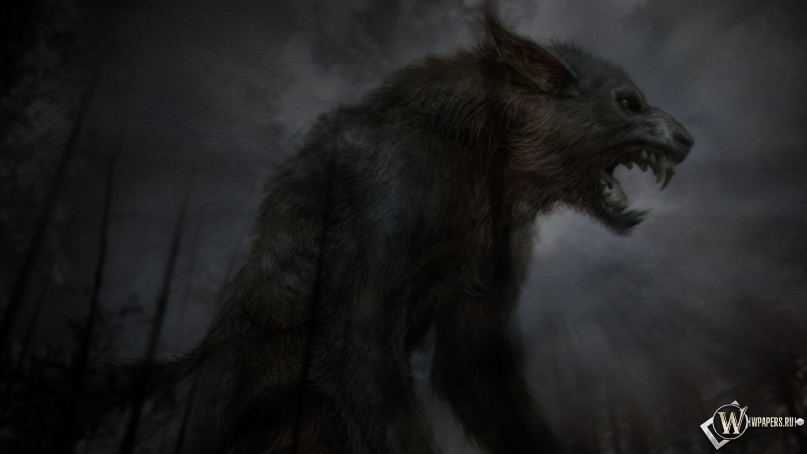 Чёрный волк 1600x900