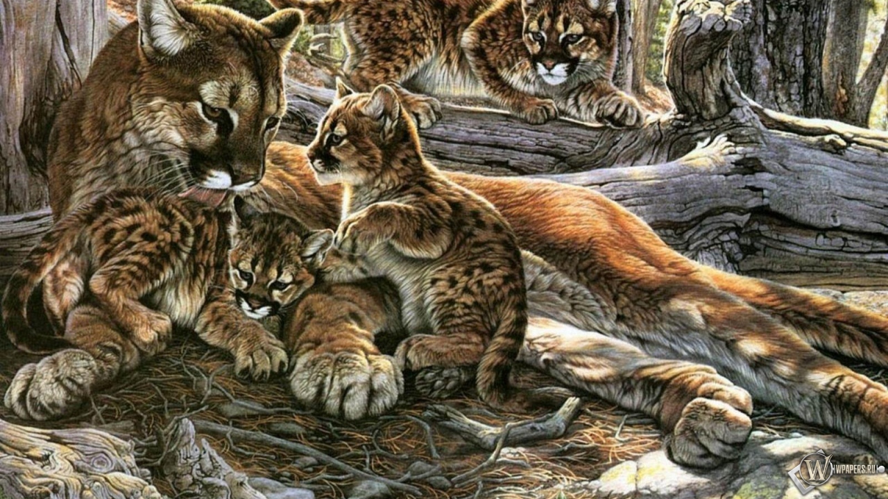 Картина пума с котятами 1280x720