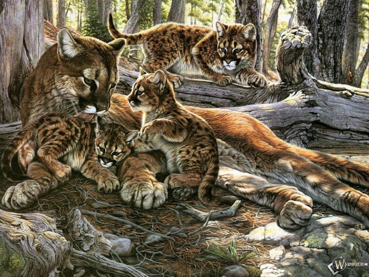 Картина пума с котятами 1280x960